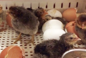 2014_04_PoussinsChapelle